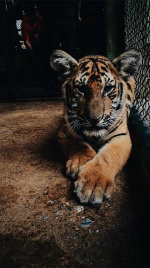 成都seo推广截图2