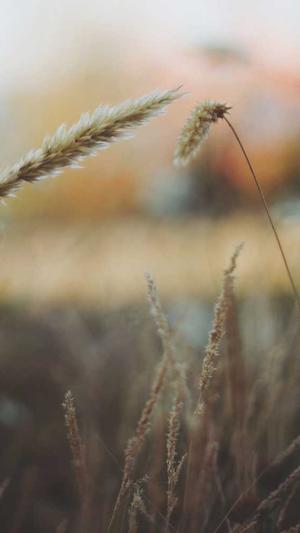 泛目录站群专用截图4