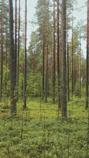 重庆seo服务截图3