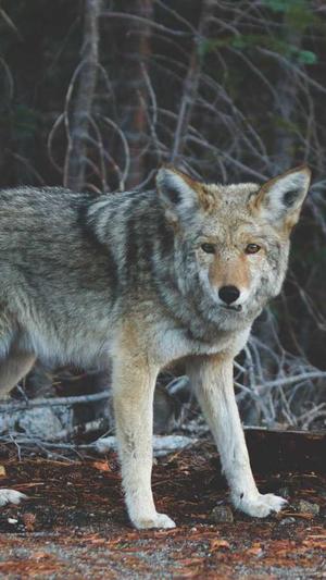 青岛seo优化工具截图3